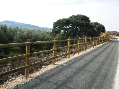Paisaje desde el camino de olivos salpicado de encinas